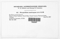 Phragmidium montivagum image